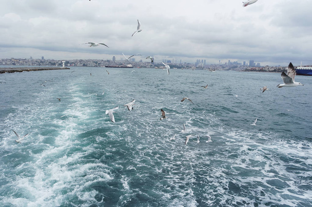 Seagulls flying in the sky above the sea - Фото, зображення