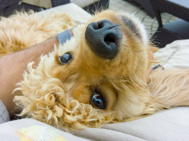 Симпатичный золотой щенок кокер-спаниель лежит на спине рядом со своим владельцем, глядя в камеру с нежными доверчивыми глазами
 - Фото, изображение