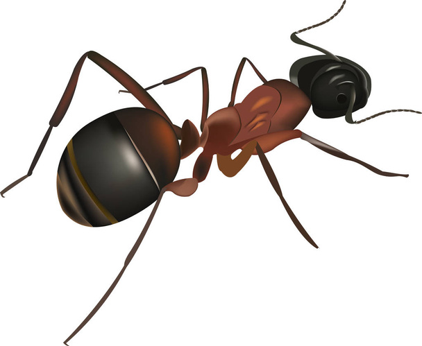 hormiga roja en primer plano
 - Vector, imagen