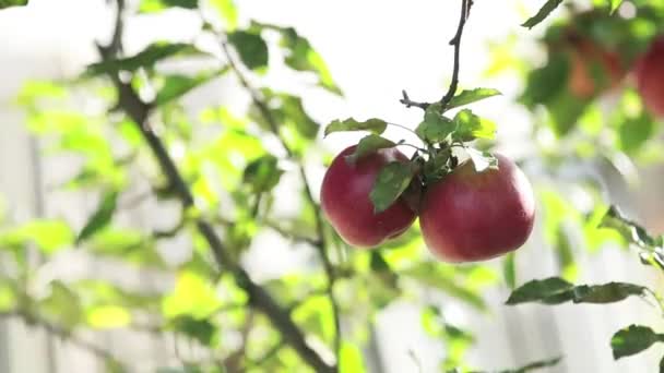 Ζουμερά όμορφο καταπληκτικό ωραίο κόκκινα μήλα για το κλαδί δέντρου, φθινόπωρο ηλιοβασίλεμα με το ελαφρύ αεράκι. Μικρό βάθος πεδίου, 59,94 καρέ ανά δευτερόλεπτο fps. - Πλάνα, βίντεο