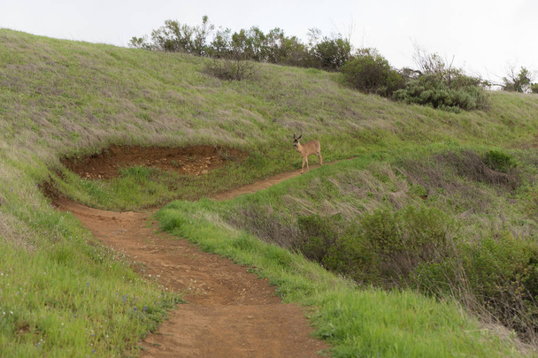 Mule deer passeggiata su una collina erbosa in California in un pomeriggio piovoso a Monte Bello
 - Foto, immagini