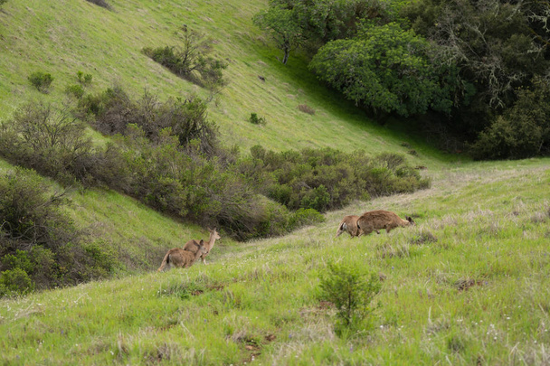 Mule deer passeggiata su una collina erbosa in California in un pomeriggio piovoso a Monte Bello
 - Foto, immagini