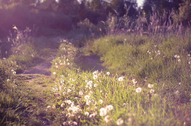 hustě zarostlé s divokou trávou a venkovské silnici pampelišky ve světle zapadajícího slunce. klid teplý letní večer. rozostření - Fotografie, Obrázek