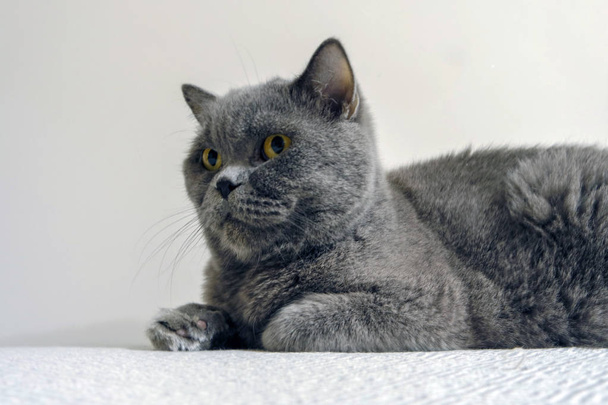 Brit Rövidszőrű angol macska - Fotó, kép