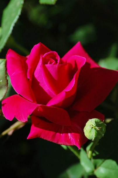 Rose - Photo, image