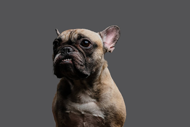 Close-up photo of a growling pug on gray background. - Fotó, kép