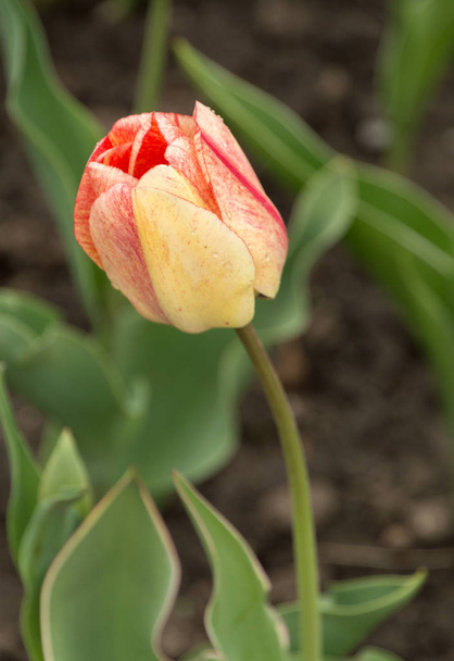 Gros plan macro des tulipes avec des gouttes de pluie au printemps
 - Photo, image