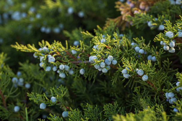 Branches of juniper with mature blue berries close-up macro - Photo, image
