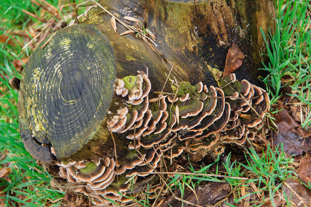 Baumpilze im Reservat. Pilze nach Regen an einem gefällten Baum. Myzel auf Baumstumpf - Foto, Bild
