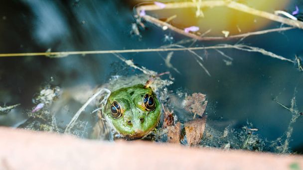 Macro close-up of a green frog in the calm lake water with sunlight flare - Photo, Image
