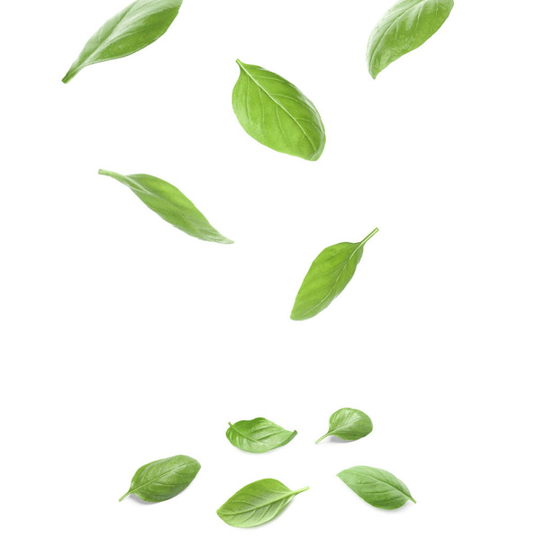 Set with green fresh basil leaves on white background - 写真・画像