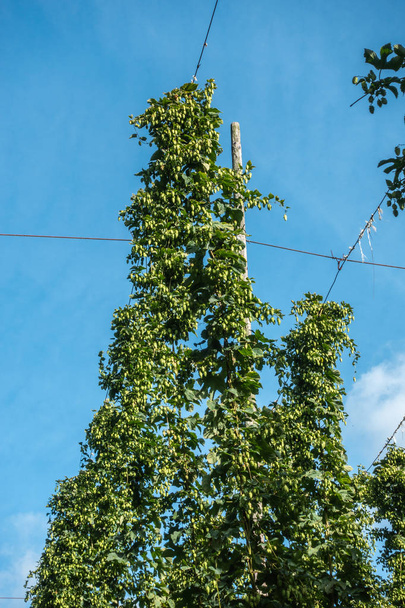 Comprovado, Flandres, Bélgica - 15 de setembro de 2018: Fechar o topo das plantas de lúpulo com abundância de cones colhidos prontos no campo sob o céu azul. Linhas de suspensão visíveis
. - Foto, Imagem
