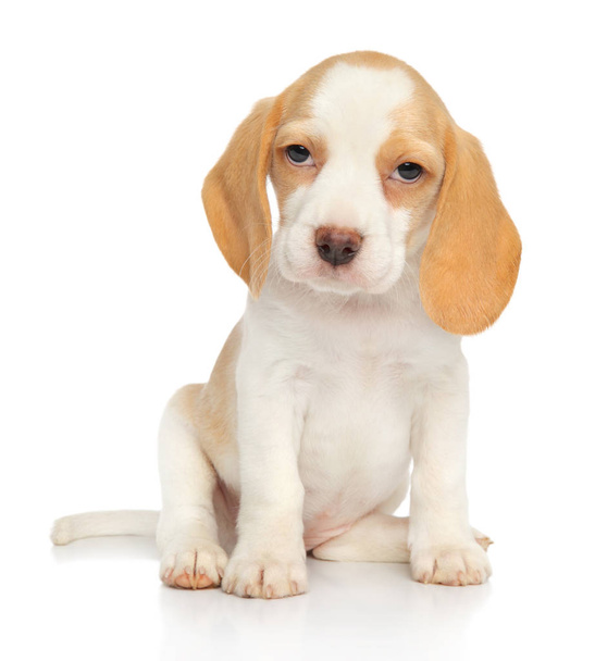 Adorable Beagle puppy sits in front of white background. Baby animal theme - Zdjęcie, obraz
