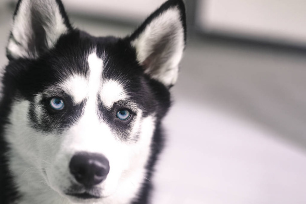 Retrato lindo de Husky com olhos azuis
 - Foto, Imagem