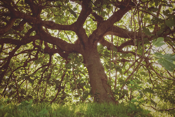 İçeriden fotoğraflandı eski ve kasvetli incir ağacı. - Fotoğraf, Görsel