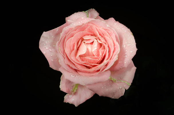 Hermosa rosa beige té con gotas de rocío, sobre fondo negro
. - Foto, imagen