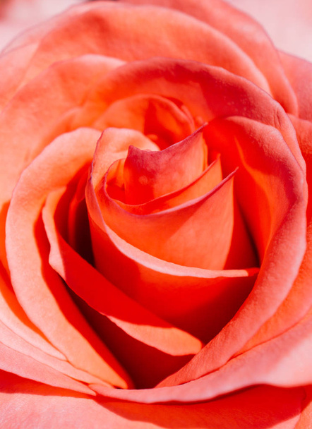 Belas rosas frescas em vista de perto - Foto, Imagem