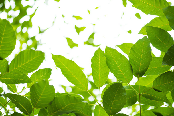 green leaves for background - Zdjęcie, obraz