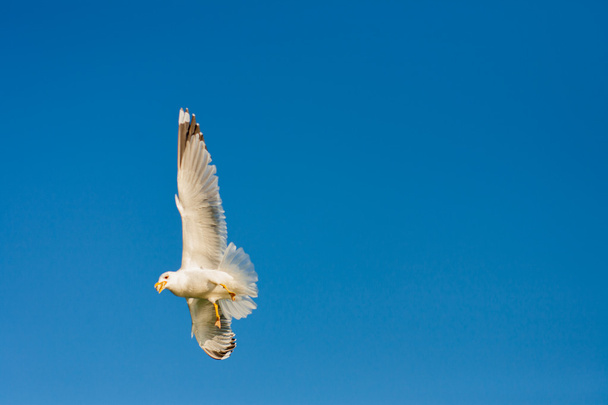 Seagull. Odessa, Ukraine - Photo, Image