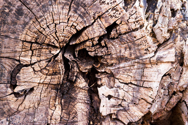 background with texture of bark of logs - Photo, Image
