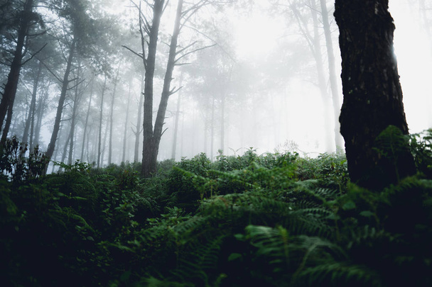 Floresta de nevoeiro e árvores pela manhã
  - Foto, Imagem