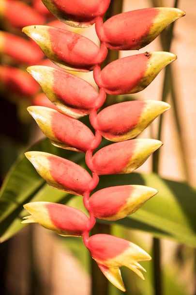 Flor de Heliconia, Nosy Be, Madagascar
 - Foto, Imagen