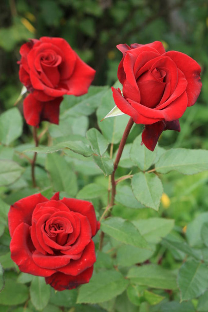 https: / / www.britannica.com / Roses of tea grade for a bouquet. Rosas rojas. Naturaleza de Ucrania Occidental. Flores del jardín para decorar
. - Foto, Imagen