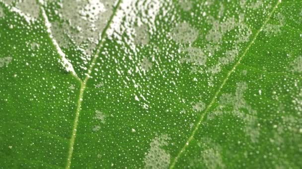 κλείσιμο ενός πράσινου φύλλου στη φύση  - Πλάνα, βίντεο