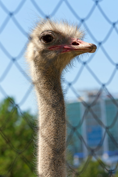 ostrich - Φωτογραφία, εικόνα