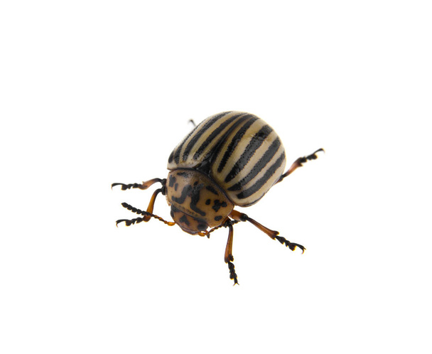 Escarabajo de Colorado aislado sobre fondo blanco - Foto, imagen