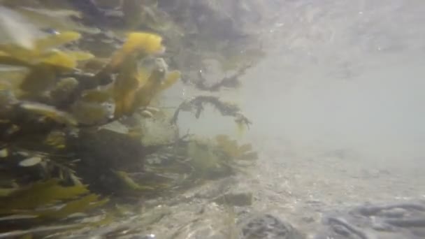 underwater view of waves near the sand with the sun reflecting on the bottom and seaweed - Footage, Video