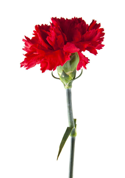 carnation flower isolated on a white background. As an element of packaging design - Photo, Image