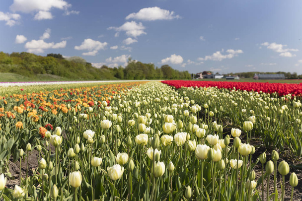 Kevät tulppaaniviljelmällä Alankomaissa, perinteinen hollantilainen maaseutu
. - Valokuva, kuva