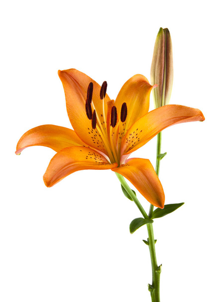 lily flowers isolated on white background. As an element of packaging design - Photo, Image