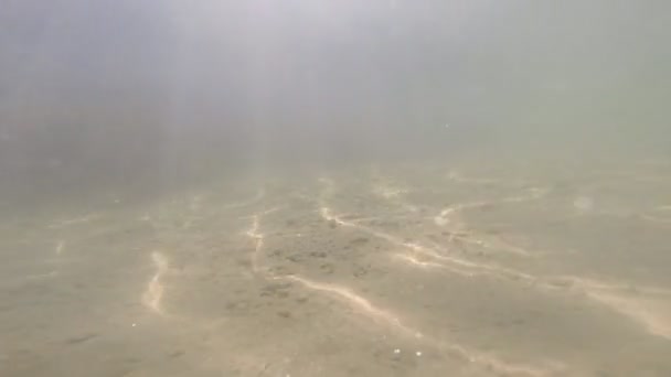 下部に反射する太陽が付いている砂に近い波の水中ビュー - 映像、動画