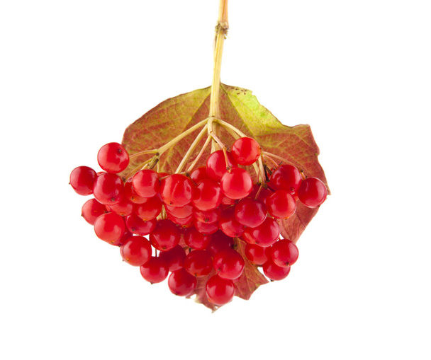 red viburnum berries isolated on white background - Photo, Image