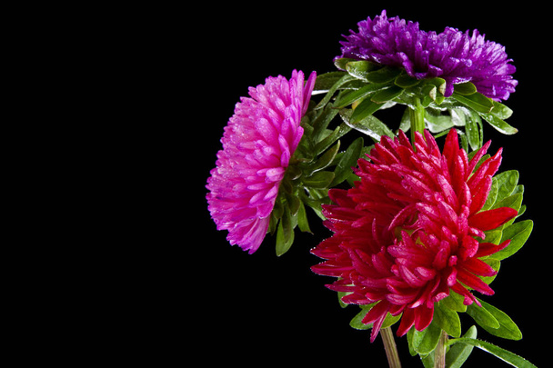 aster flowers isolated on a black background. Like the packaging design element. - Foto, immagini