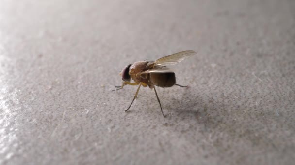 Macro disparo de mosca doméstica moviéndose rápidamente
 - Metraje, vídeo