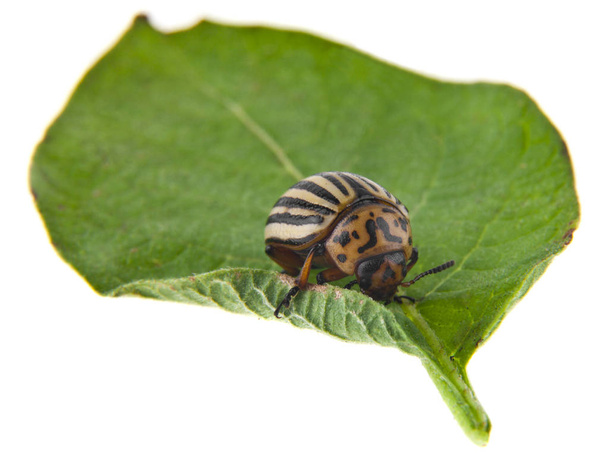 Escarabajo de Colorado sobre hoja verde aislado sobre fondo blanco. Como elemento del diseño del envase
. - Foto, imagen