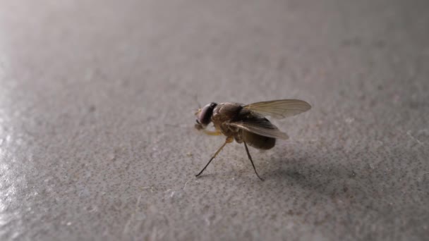 Makro lövés a hazai fly, gyorsan mozgó - Felvétel, videó