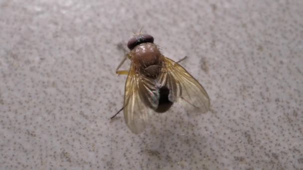 Macro disparo de mosca doméstica moviéndose rápidamente
 - Metraje, vídeo