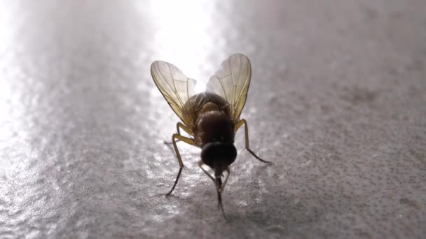 Macro disparo de mosca doméstica moviéndose rápidamente
 - Imágenes, Vídeo