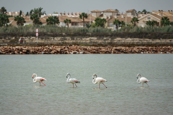 Şehre karşı suda yürüyen dört flamingolar - Fotoğraf, Görsel