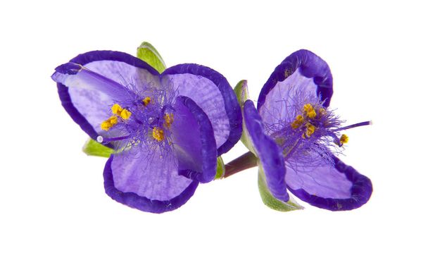 紫色の花は、白い背景で隔離。パッケージ ・ デザインの要素として - 写真・画像