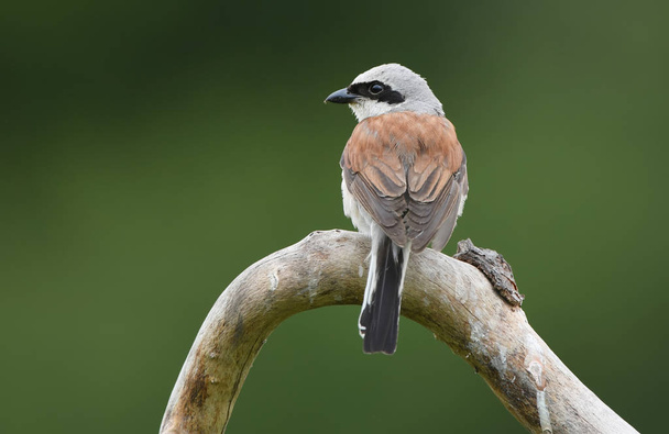 Close up view of red-backed Shrike - Photo, Image