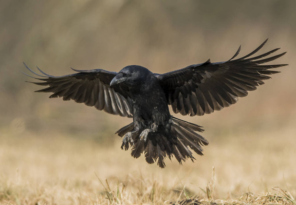 Lähikuva musta Raven luonnollisessa elinympäristössä
 - Valokuva, kuva