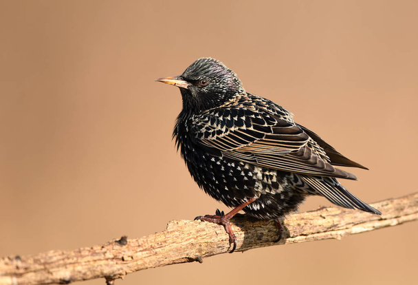 Starling común sentado en la rama, vista de cerca
 - Foto, Imagen