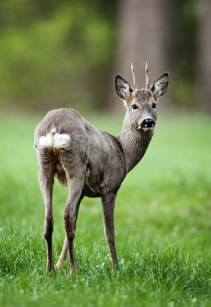 Cute roe deer in natural habitat - Photo, Image