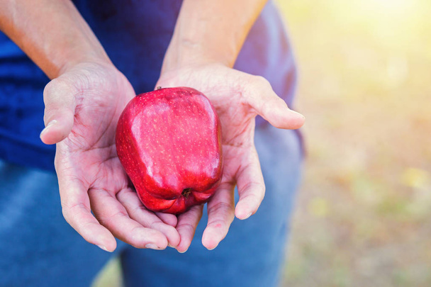 Hand hold apple in farm. - Fotoğraf, Görsel