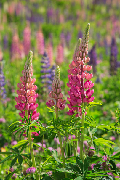 Lupine wild flowers in the swiss alps - Photo, Image